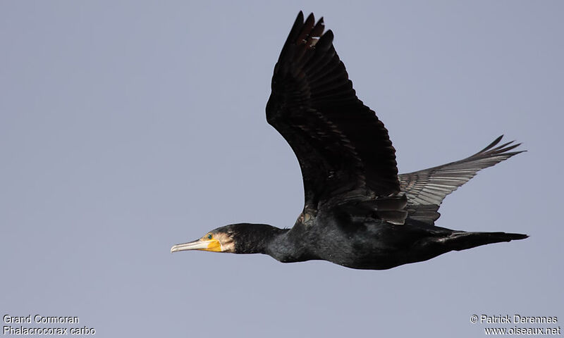 Grand Cormoranadulte internuptial, Vol