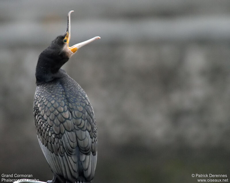 Grand Cormoranadulte internuptial, identification