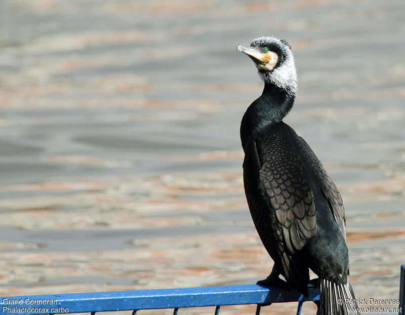 Great Cormorantadult breeding, identification