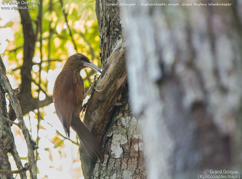 Great Rufous Woodcreeper, identification, habitat