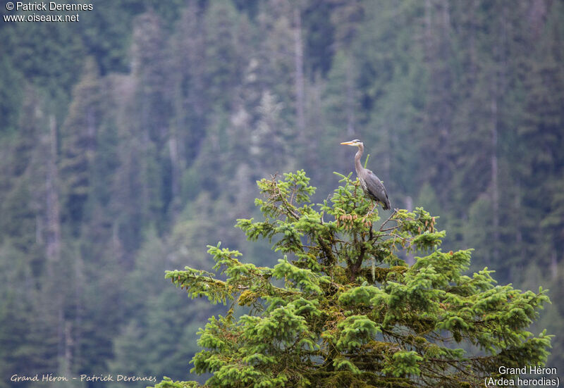 Grand Héron, identification, habitat