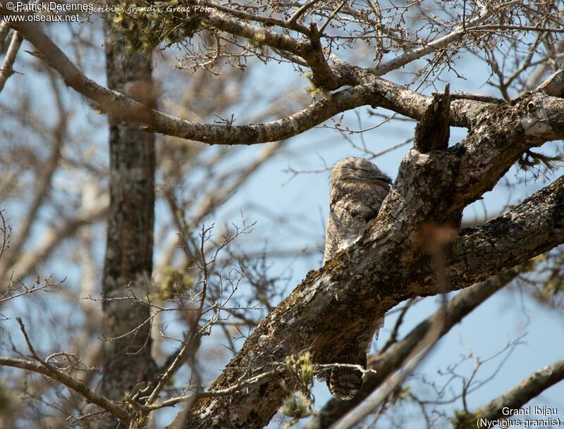 Great Potoo, identification, habitat