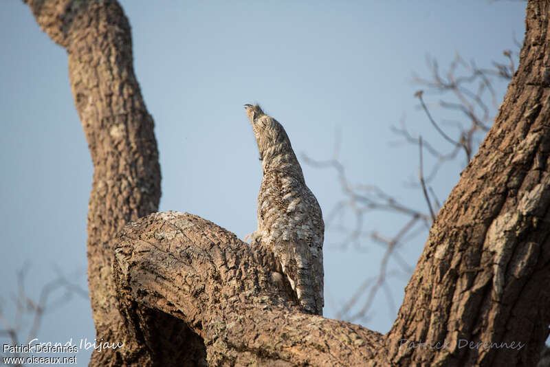 Great Potooadult, habitat, camouflage, pigmentation