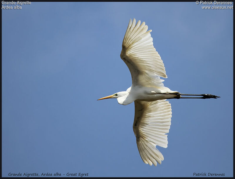 Grande Aigrette, Vol