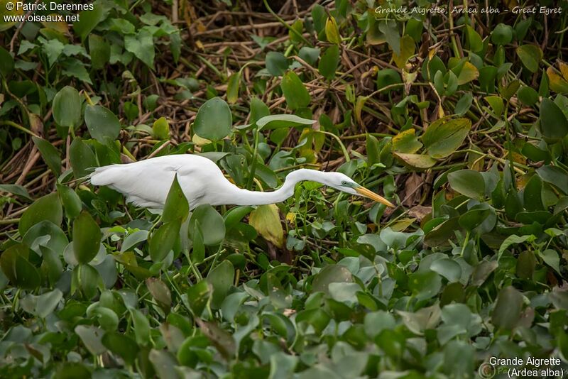 Grande Aigrette, identification, habitat, pêche/chasse