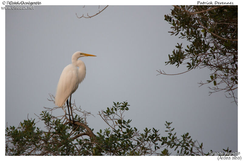 Grande Aigrette, identification