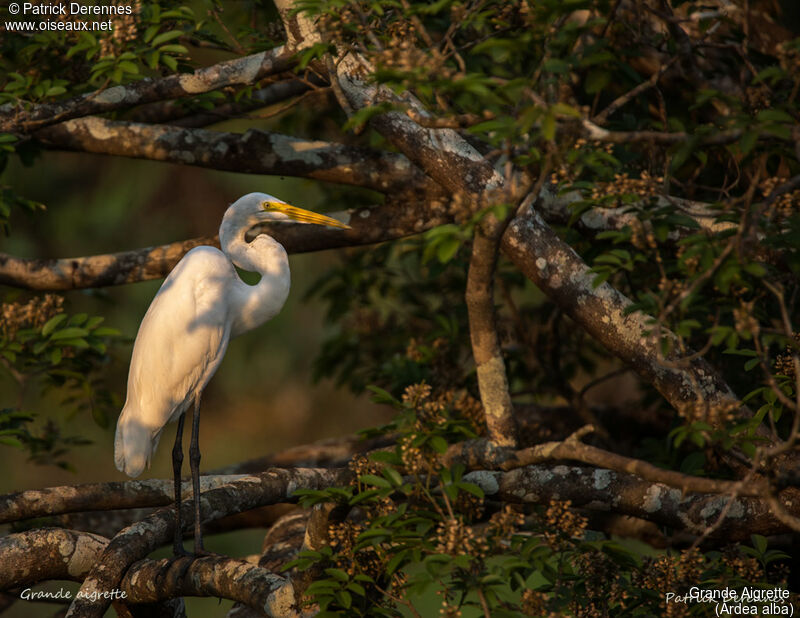 Great Egret, identification, habitat