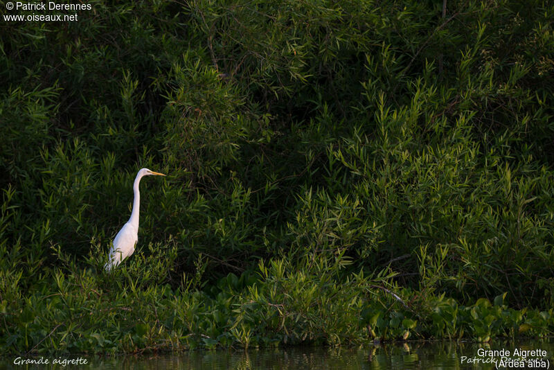 Grande Aigrette, identification, habitat