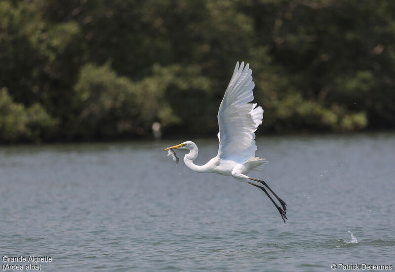 Grande Aigrette