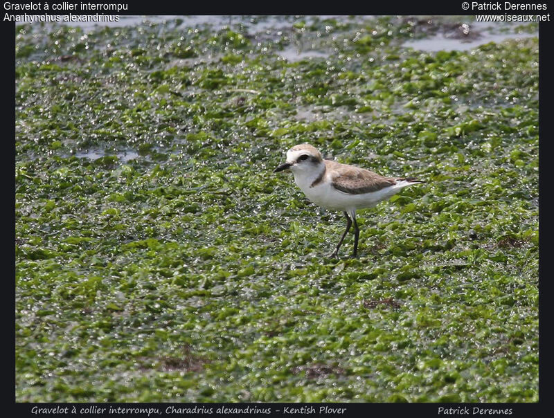 Gravelot à collier interrompu, identification