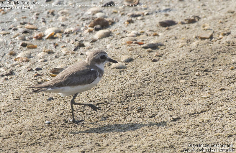 Greater Sand Plover, identification, habitat