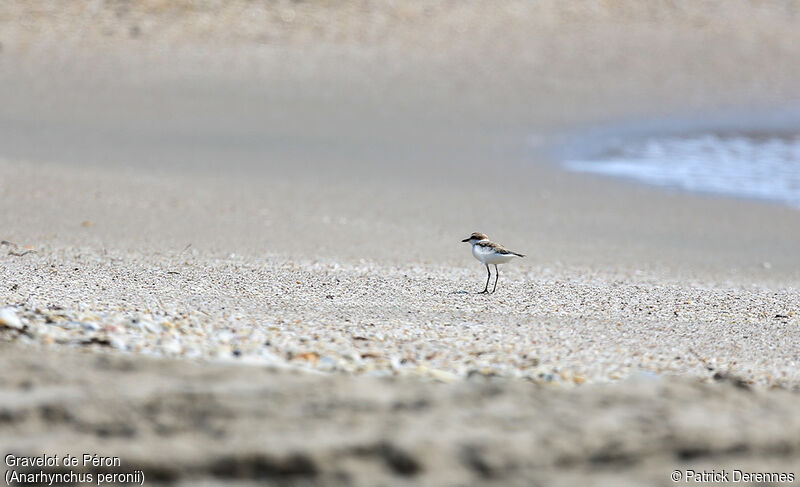 Malaysian Plover