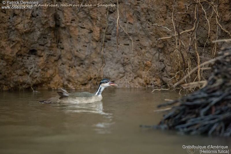 Grébifoulque d'Amérique, identification, habitat, nage