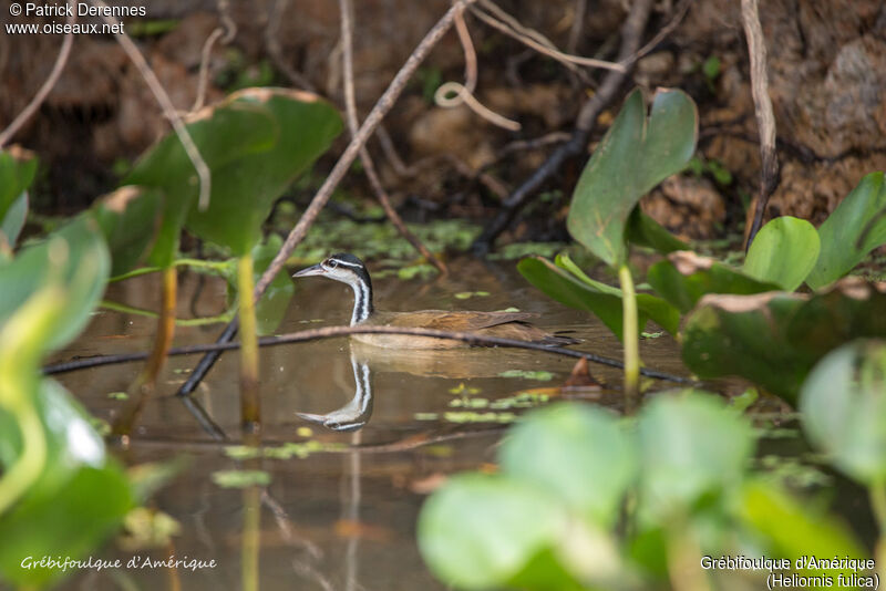 Grébifoulque d'Amérique, identification, habitat