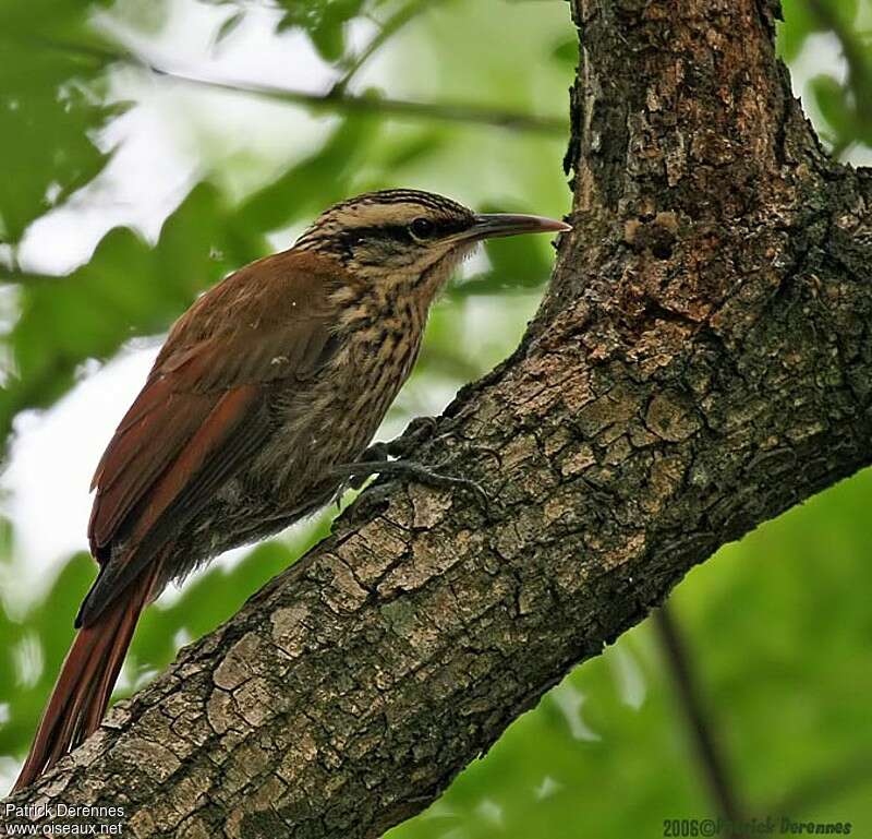 Narrow-billed Woodcreeperadult, identification