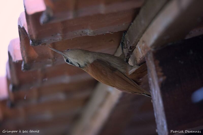 Narrow-billed Woodcreeper, identification, habitat