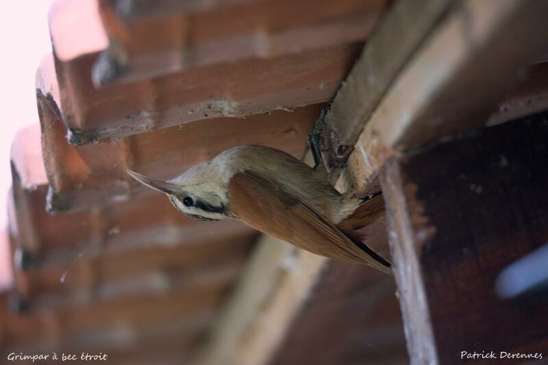 Narrow-billed Woodcreeper, identification, habitat