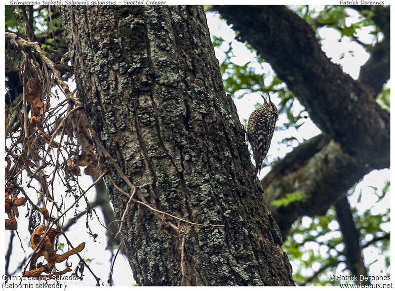 African Spotted Creeper male adult, identification, song