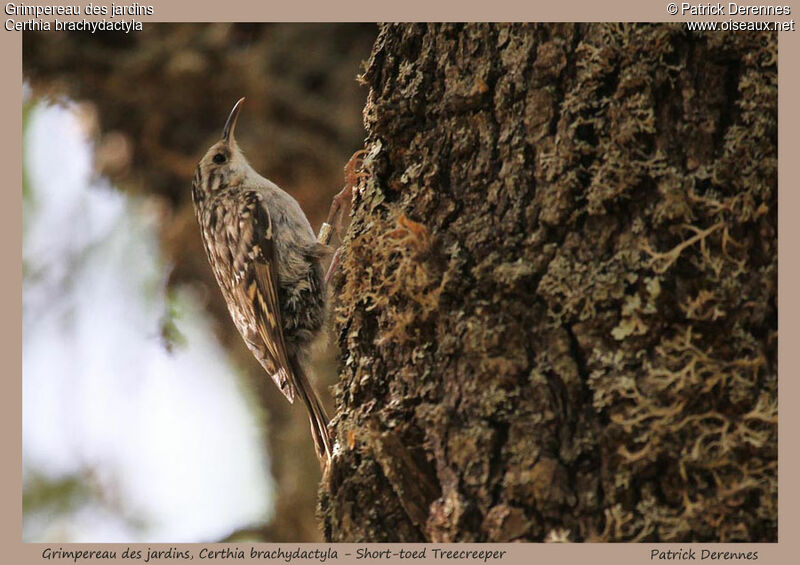 Short-toed Treecreeper, identification