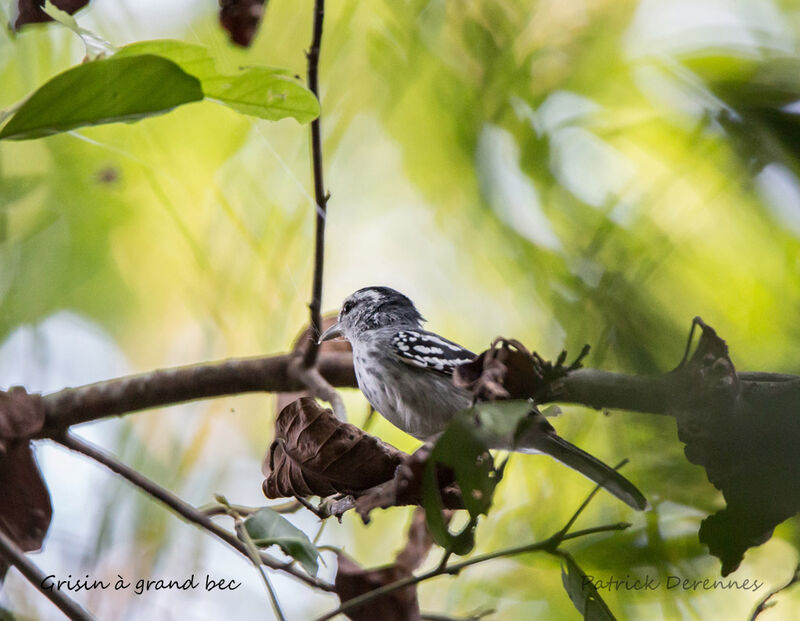 Grisin à grand bec, identification, habitat