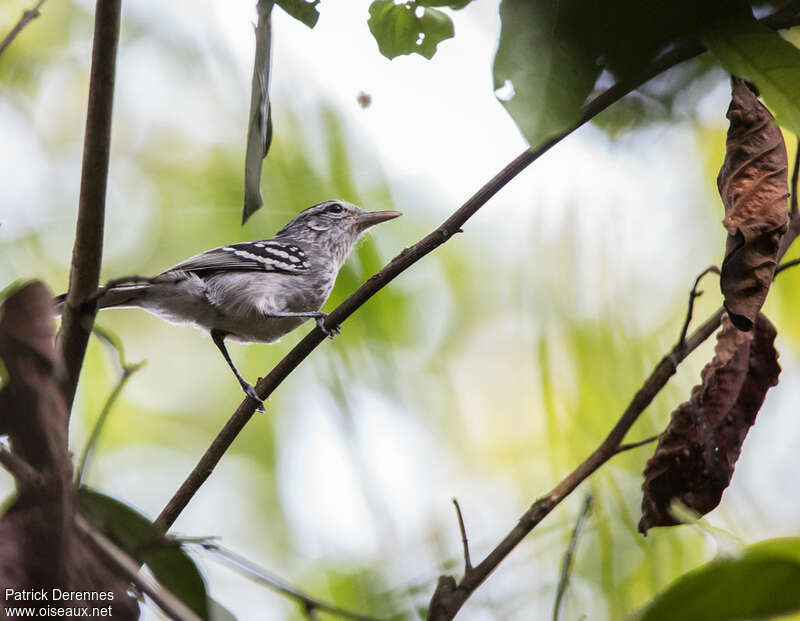 Large-billed Antwren male adult, identification