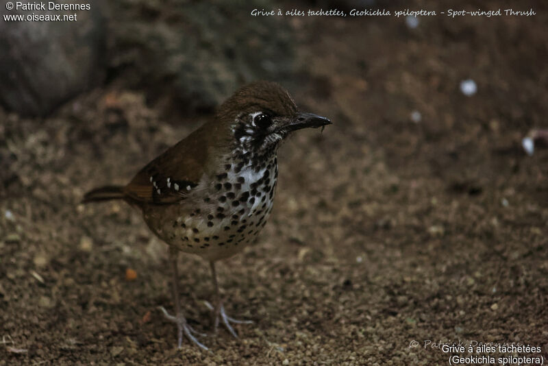 Spot-winged Thrush, identification, habitat