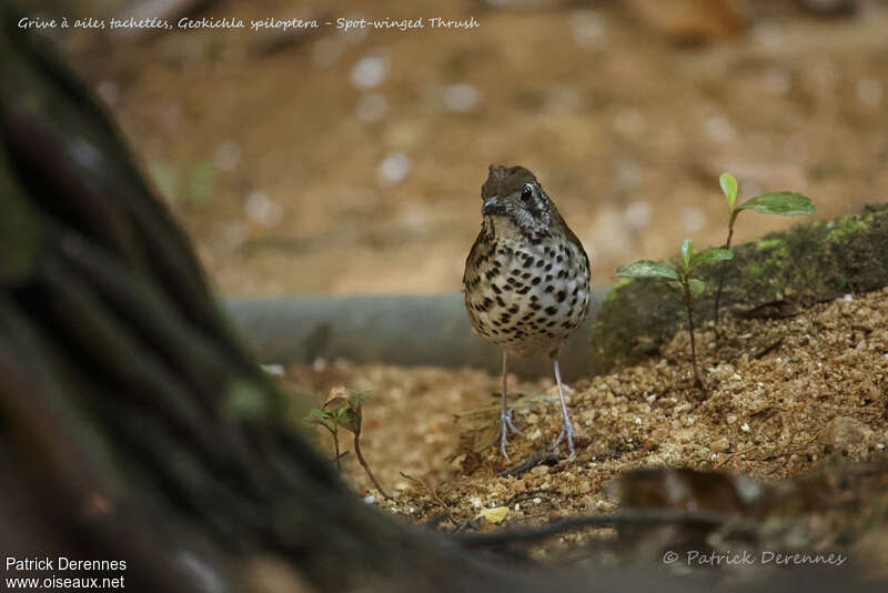 Spot-winged Thrushadult, habitat