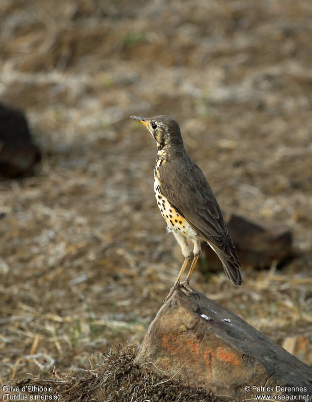 Ethiopian Thrushadult, identification, Behaviour