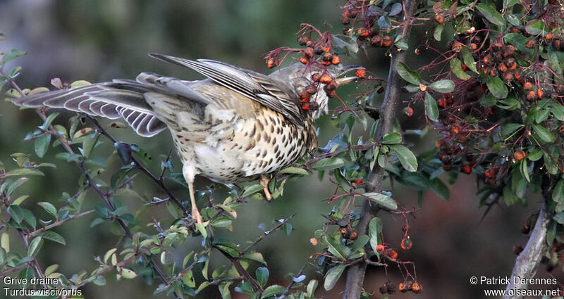 Mistle Thrush, identification