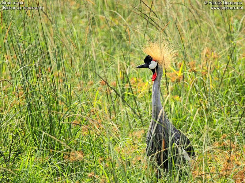 Grey Crowned Crane