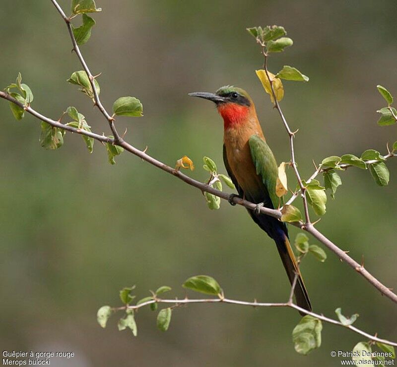 Red-throated Bee-eateradult