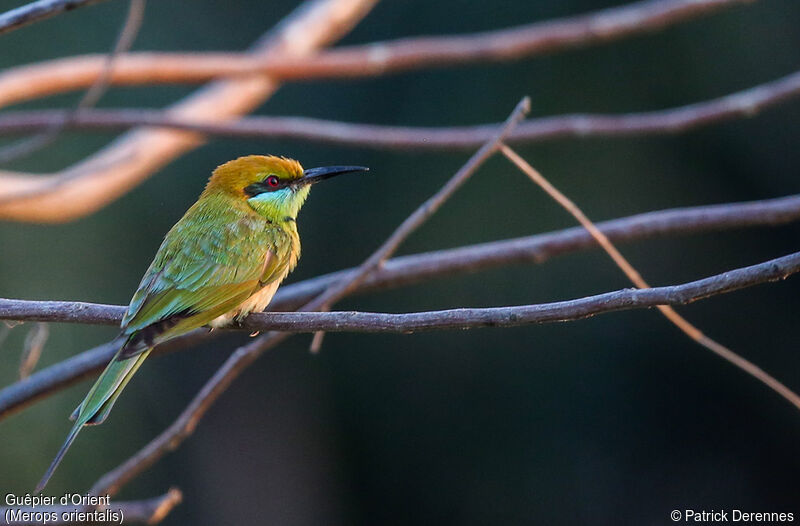 Asian Green Bee-eater