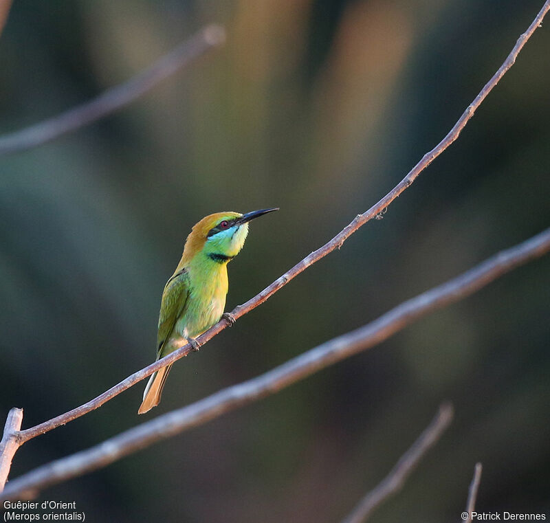 Asian Green Bee-eater