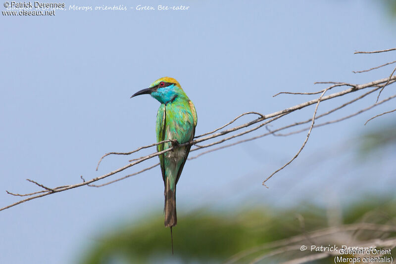 Asian Green Bee-eater, identification, close-up portrait