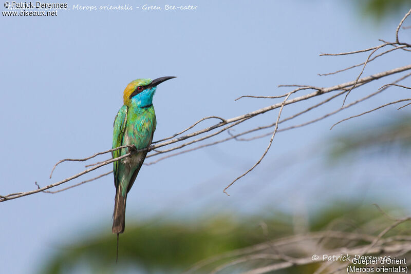 Guêpier d'Orient, identification, portrait