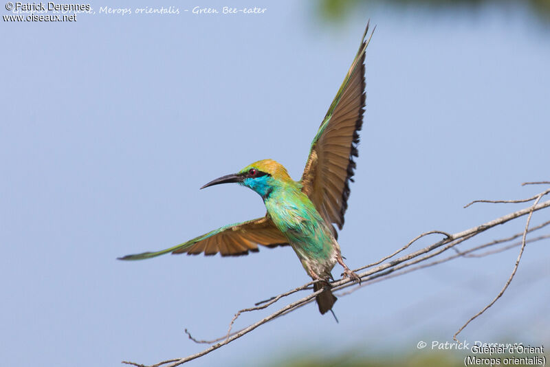 Asian Green Bee-eater, close-up portrait, Flight