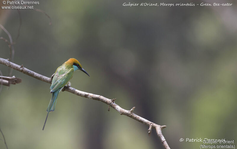 Guêpier d'Orient, identification, habitat