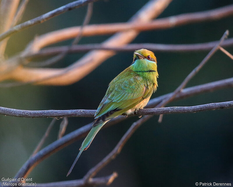 Asian Green Bee-eater