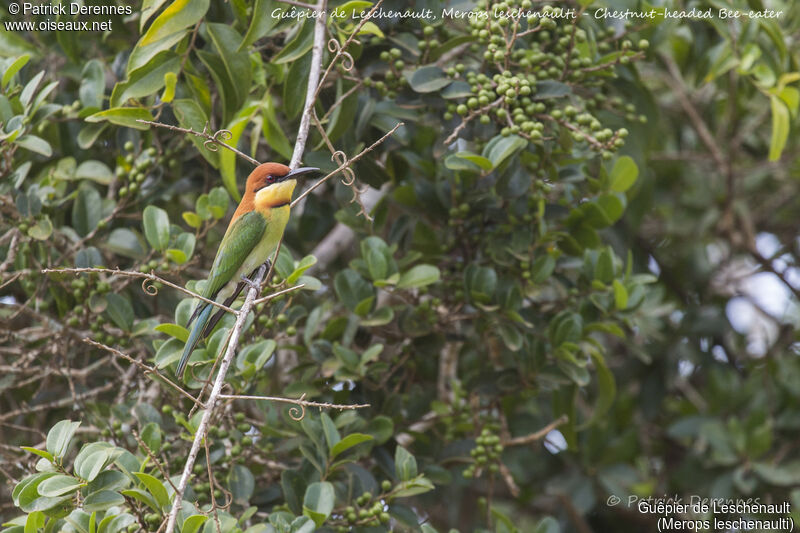 Guêpier de Leschenault, identification