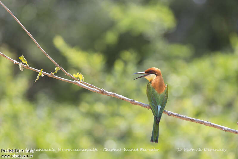 Chestnut-headed Bee-eater, Behaviour