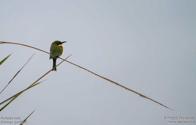 Guêpier nain, identification