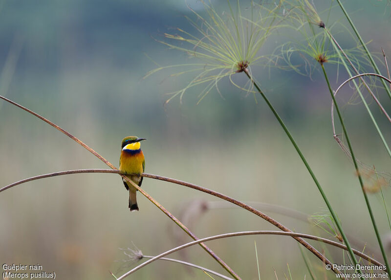 Little Bee-eater, identification