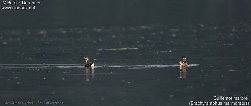 Marbled Murrelet, identification