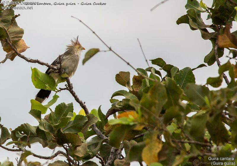 Guira cantara, identification, habitat