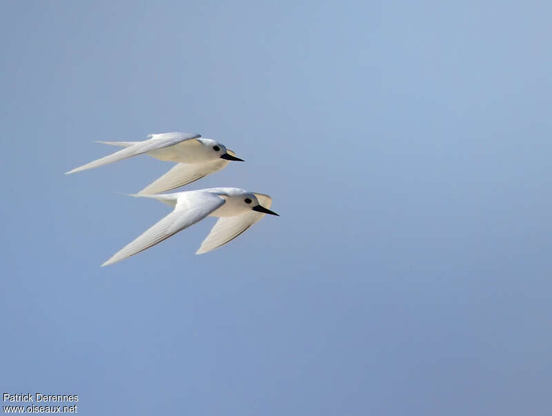 White Ternadult breeding, Flight, Behaviour