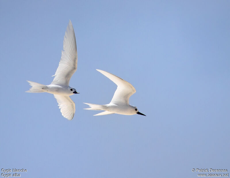 Gygis blanche adulte nuptial, identification, Vol, Comportement