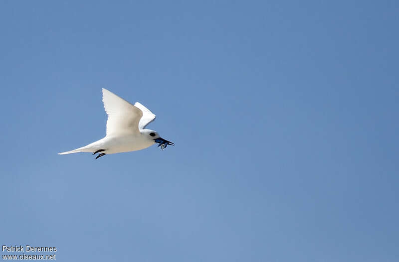 White Ternadult breeding, Flight, feeding habits