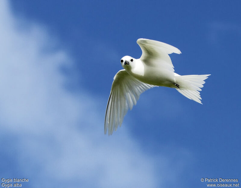 White Ternadult breeding, Flight