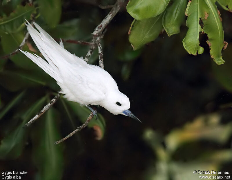 White Ternadult, identification