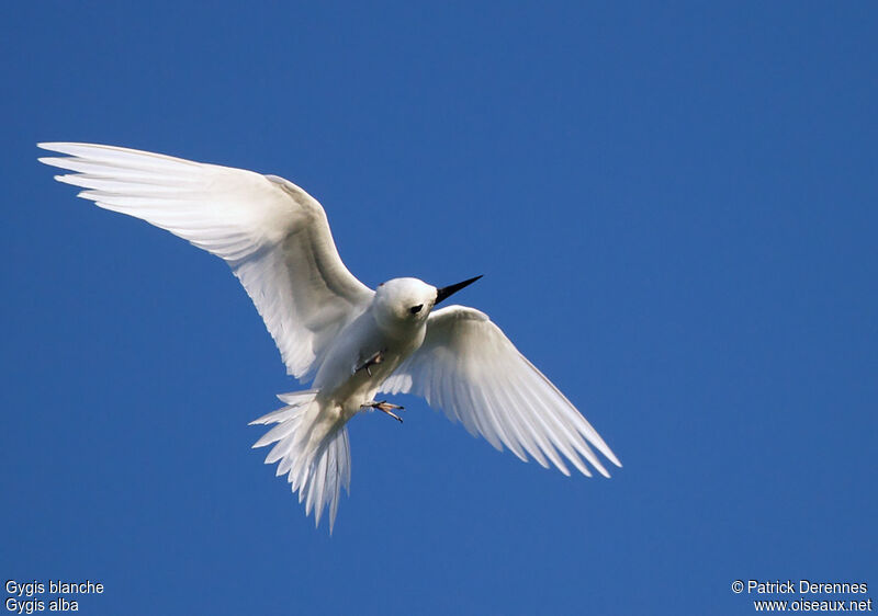 White Ternadult breeding, identification, Flight, Behaviour